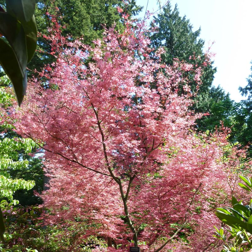 Acer palmatum Shindeshojo - Japanese Maple (Plant habit)