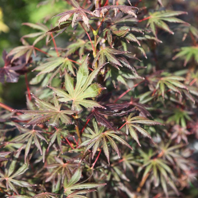 Acer palmatum Trompenburg - Japanese Maple (Foliage)