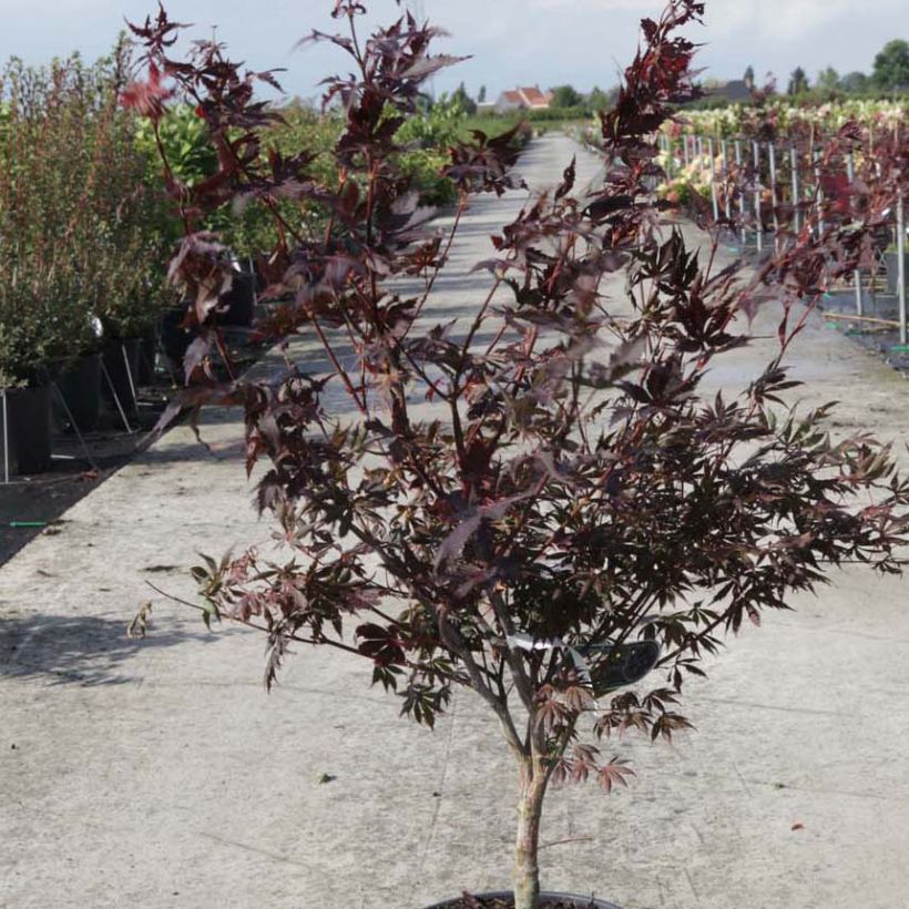 Acer palmatum Trompenburg - Japanese Maple (Plant habit)