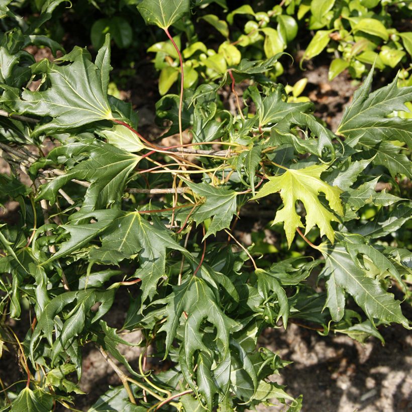 Acer platanoides Laciniatum - Norway Maple, Plane Maple (Foliage)