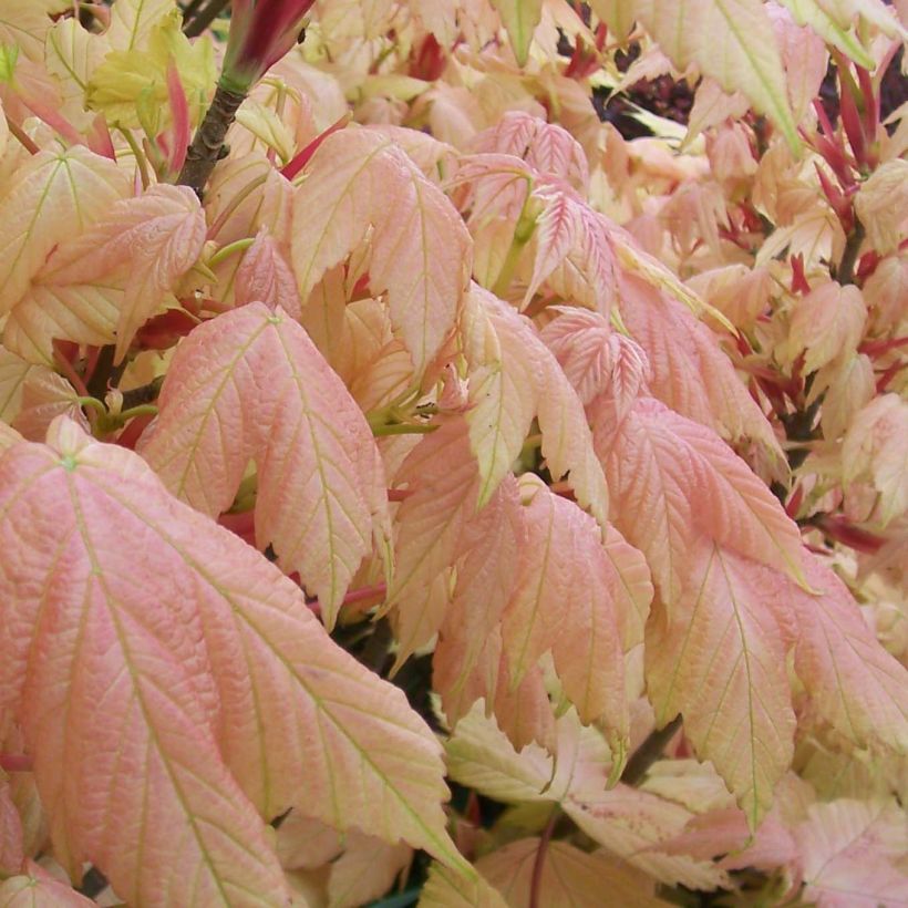 Acer pseudoplatanus Brilliantissimum - Maple (Foliage)