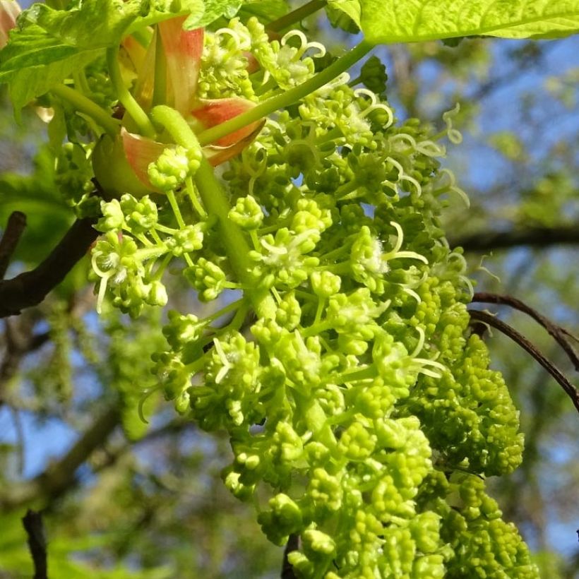 Acer pseudoplatanus Leopoldii - Maple (Flowering)