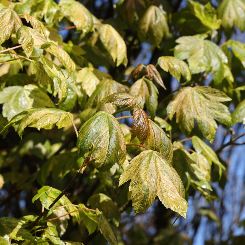 Acer pseudoplatanus Prince Camille de Rohan - Sycamore Maple (Foliage)