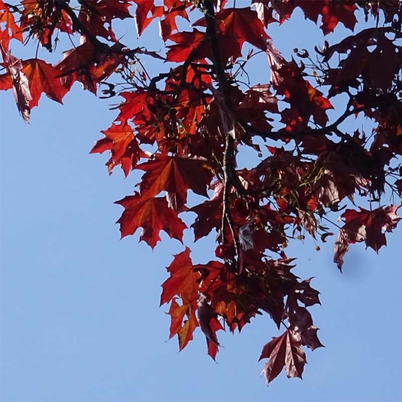 Acer platanoides Royal Red - Maple (Foliage)
