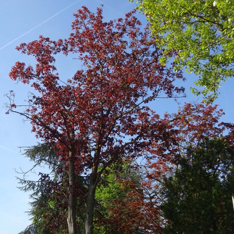 Acer platanoides Royal Red - Maple (Plant habit)