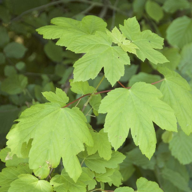 Acer pseudoplatanus - Maple (Foliage)