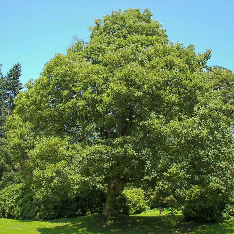 Acer pseudoplatanus - Maple (Plant habit)