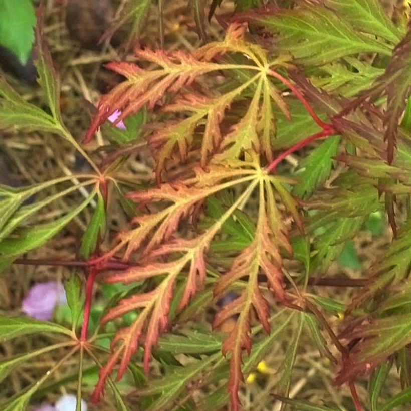 Acer pseudosieboldianum Ice Dragon - Maple (Foliage)