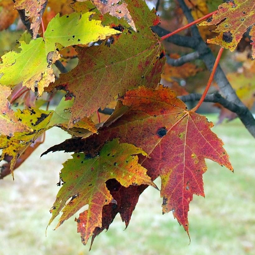 Acer rubrum Armstrong - Maple (Foliage)
