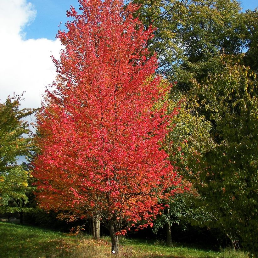 Acer rubrum Armstrong - Maple (Plant habit)