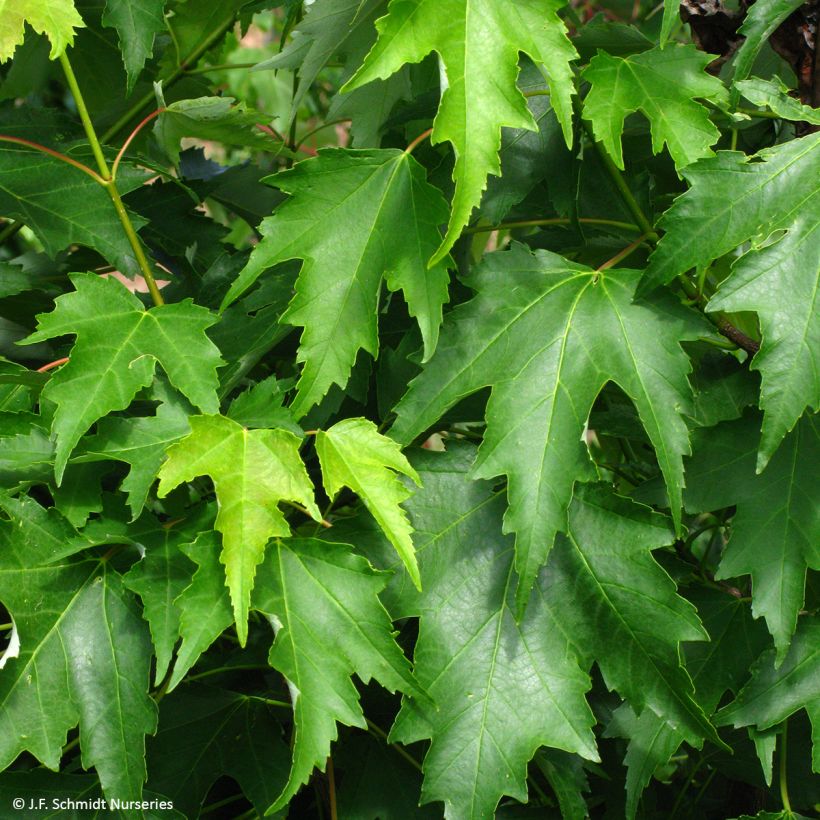 Acer rubrum Armstrong Gold - Red Maple (Foliage)