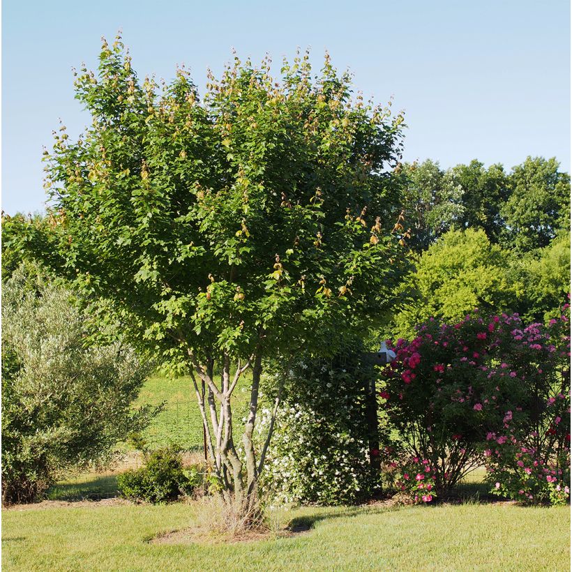 Acer rubrum Summer Red - Maple (Plant habit)