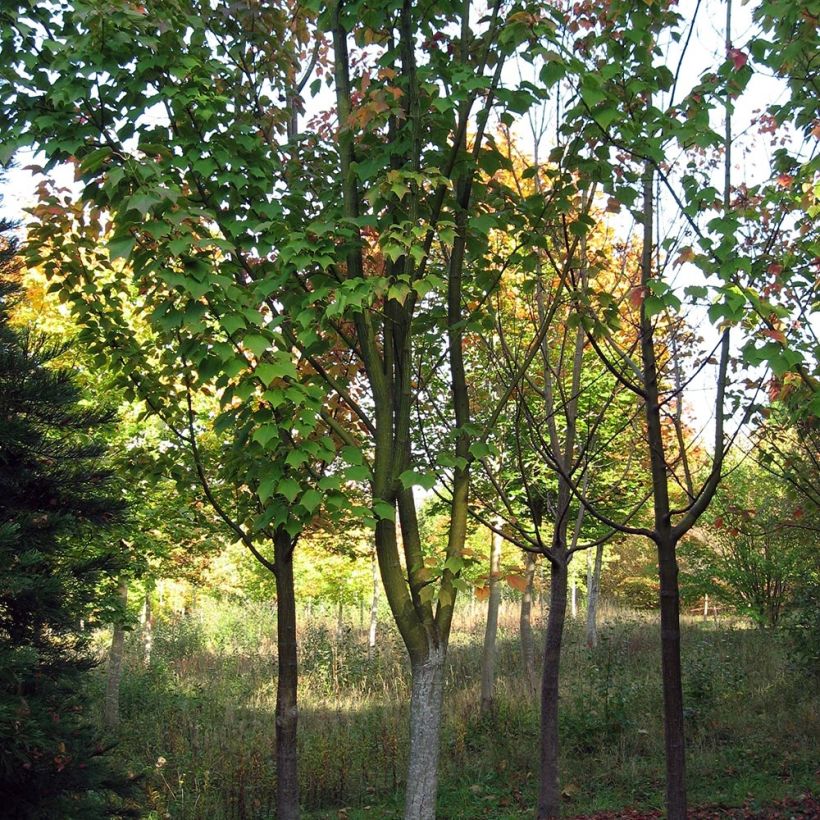 Acer rufinerve - Maple (Plant habit)