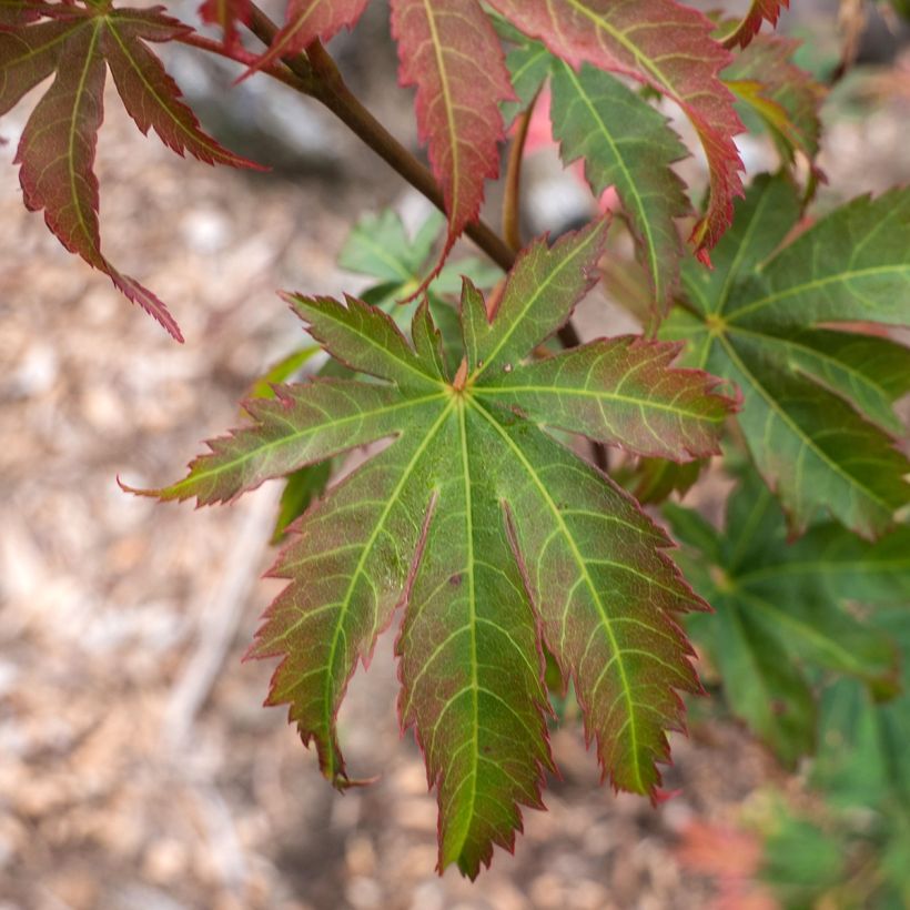Acer pseudosieboldianum North Wind - Maple (Foliage)