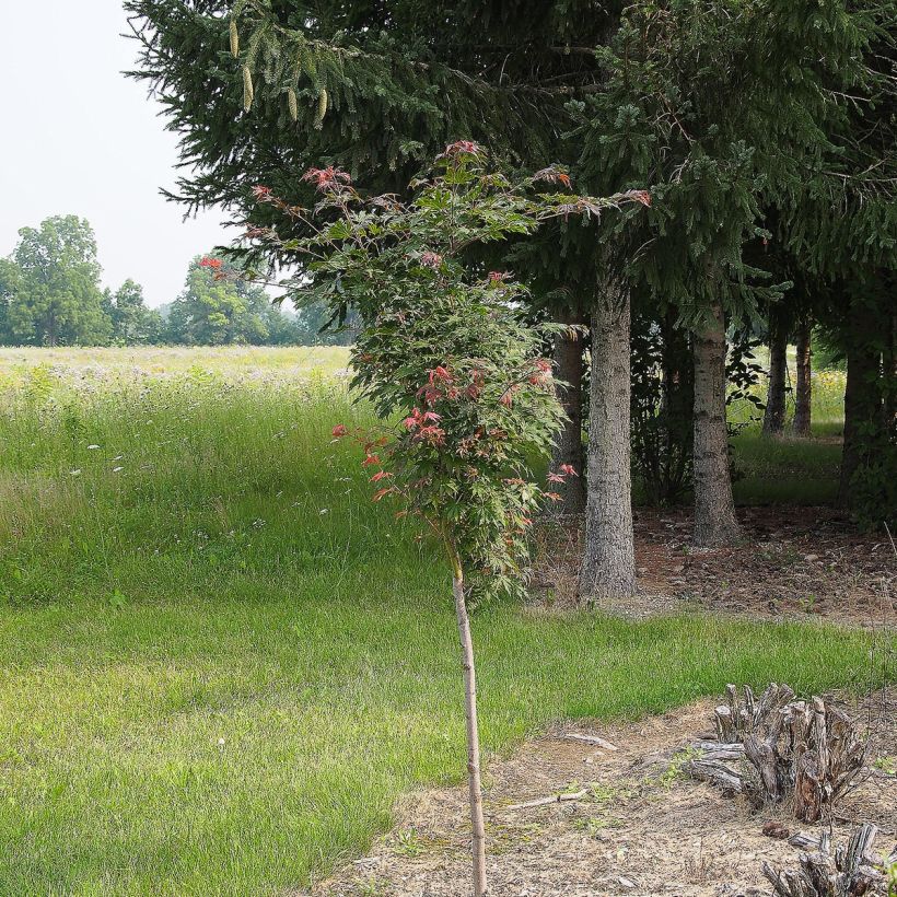 Acer pseudosieboldianum North Wind - Maple (Plant habit)
