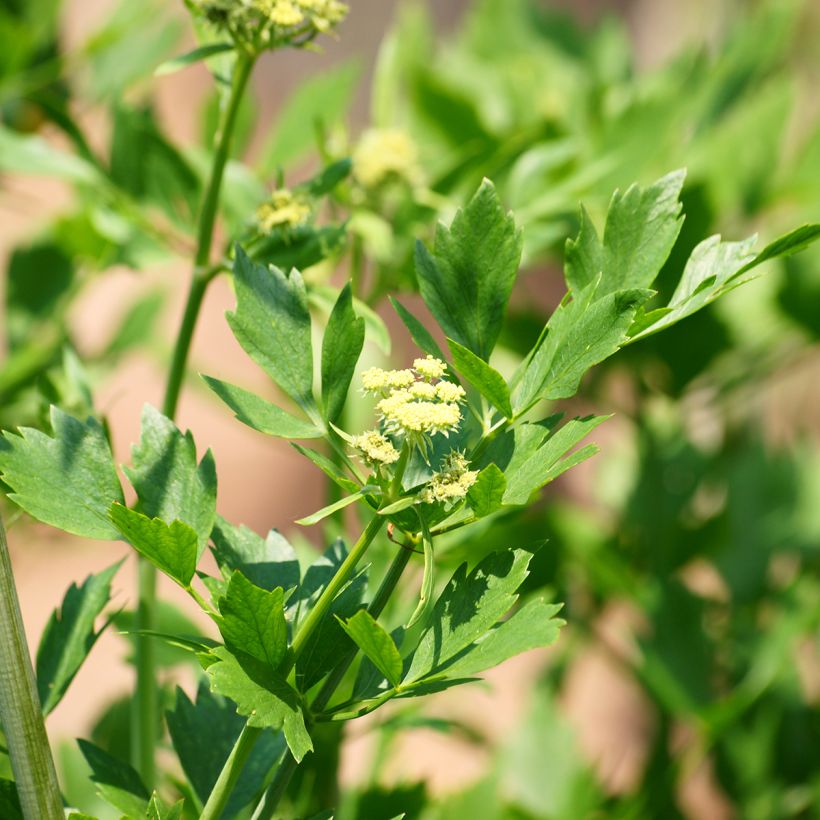 Levisticum officinale (Flowering)
