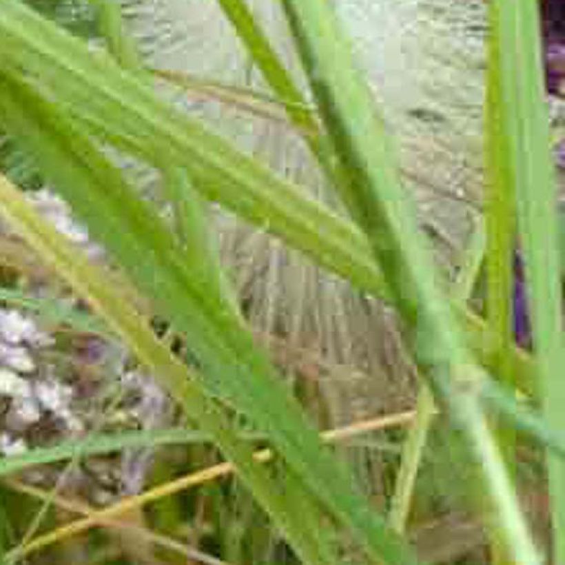 Achillea millefolium Chamois (Foliage)