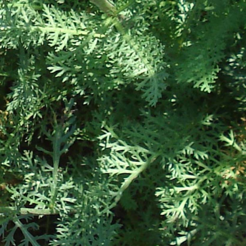 Achillea millefolium Saucy Seduction (Foliage)