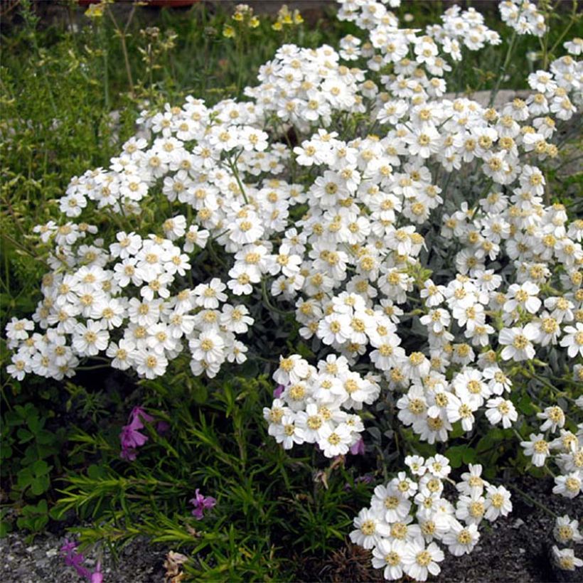 Achillea ageratifolia (Flowering)
