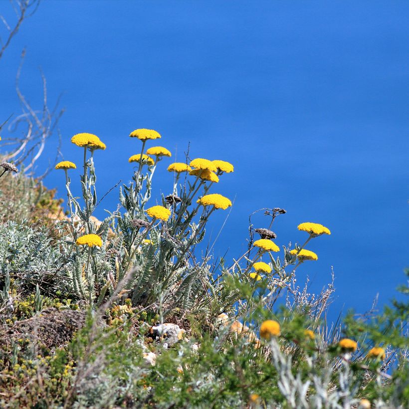 Achillea clypeolata (Plant habit)