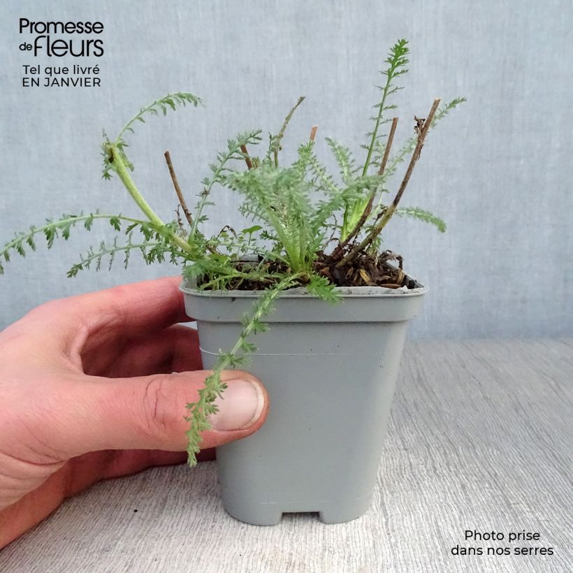 Achillea hybride Little Moonshine Godet de 9cm sample as delivered in winter