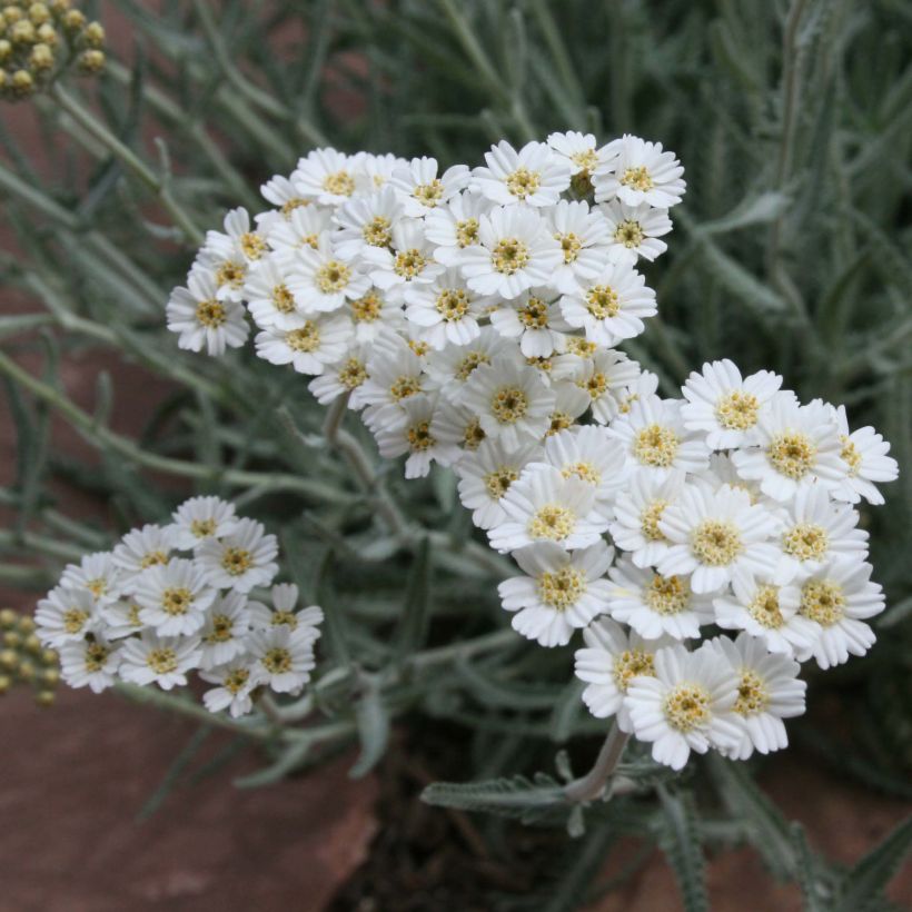 Achillea kellereri (Flowering)