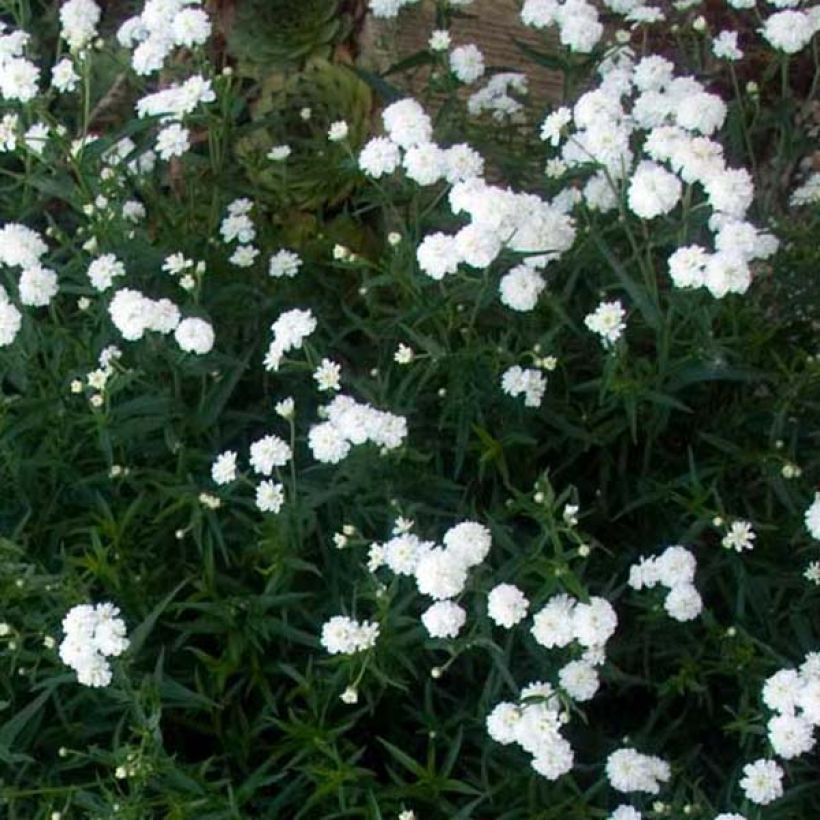 Achillea ptarmica Perrys White (Plant habit)