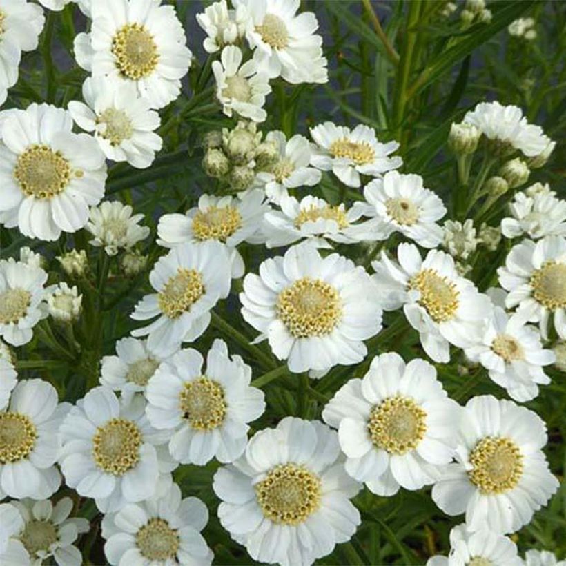 Achillea ptarmica Xana (Flowering)