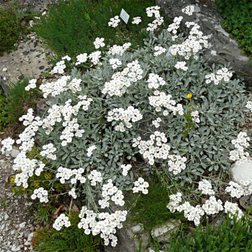 Achillea umbellata (Plant habit)