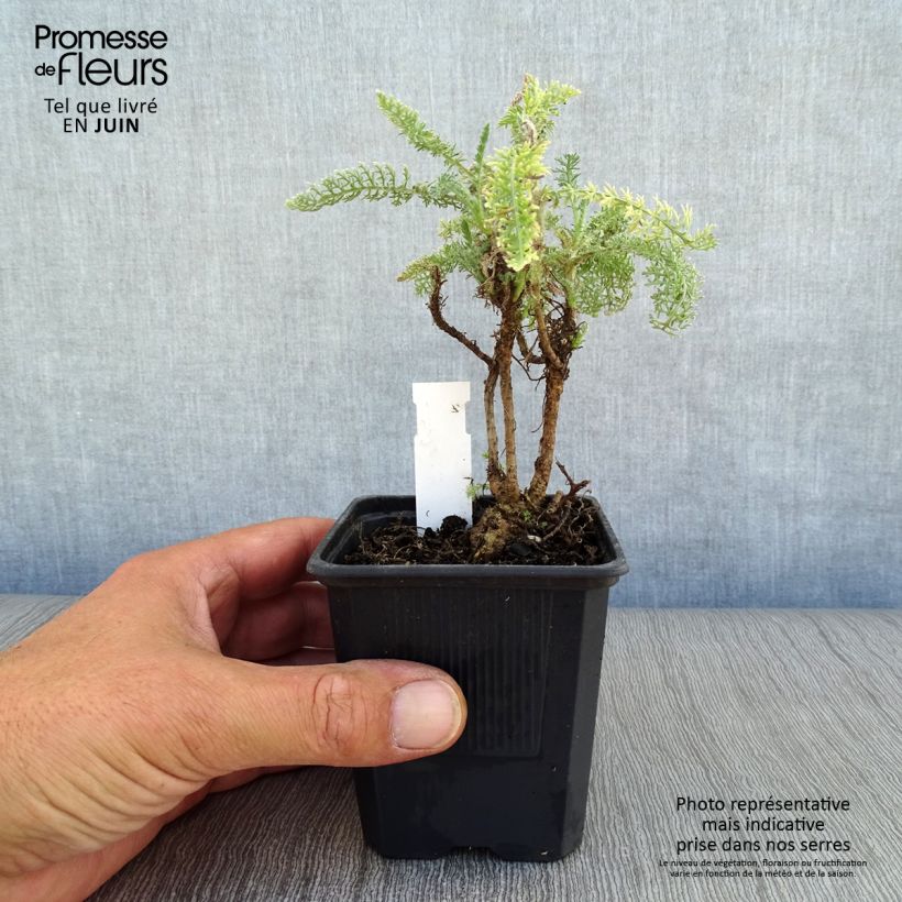 Achillea crithmifolia 8/9 cm pot sample as delivered in summer