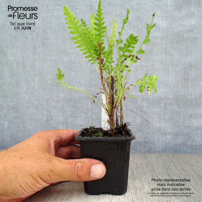 Achillea filipendulina Parkers Variety 8/9 cm pot sample as delivered in summer