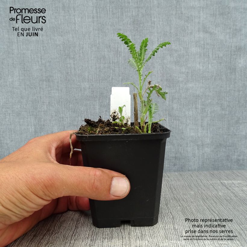 Achillea millefolium Walter Funcke - Yarrow 8/9 cm pot sample as delivered in summer