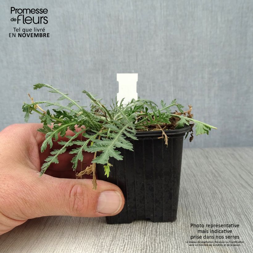 Achillea fillipendulina Cloth of Gold 8/9 cm pot sample as delivered in autumn