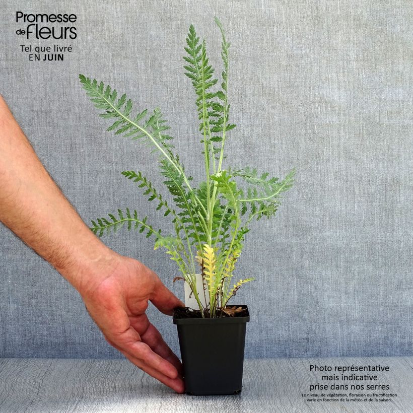 Achillea fillipendulina Cloth of Gold 8/9 cm pot sample as delivered in summer