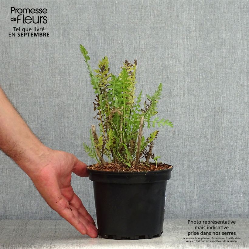 Achillea fillipendulina Cloth of Gold 2L/3L pot sample as delivered in summer