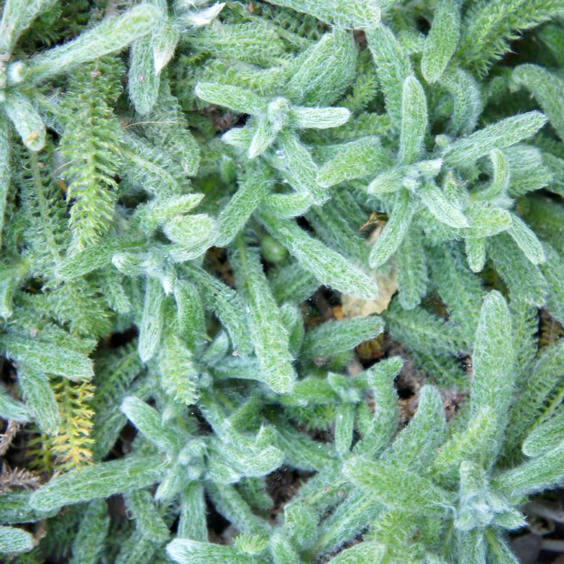 Achillea tomentosa Aurea Maynards Gold (Foliage)