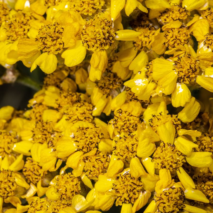 Achillea tomentosa Aurea Maynards Gold (Flowering)