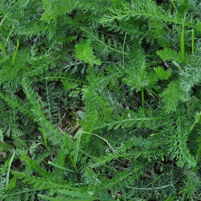 Achillea millefolium Lachsschönheit (Foliage)