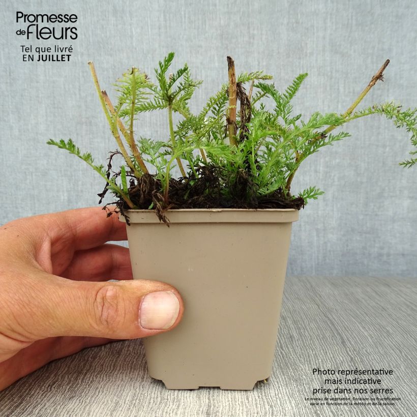Achillea millefolium Lachsschönheit 8/9 cm pot sample as delivered in summer