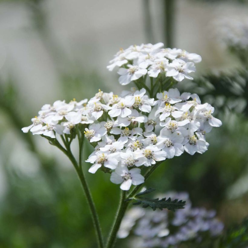 Achillea millefolium White Beauty (Flowering)