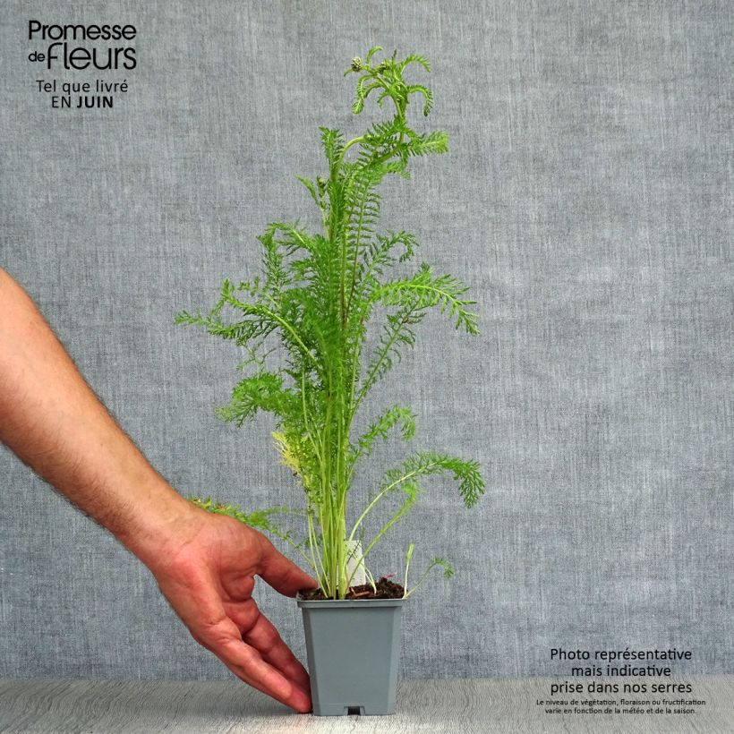 Achillea millefolium Cerise Queen 8/9 cm pot sample as delivered in summer