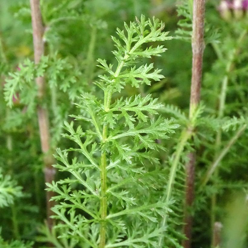 Achillea millefolium New Vintage Violet (Foliage)
