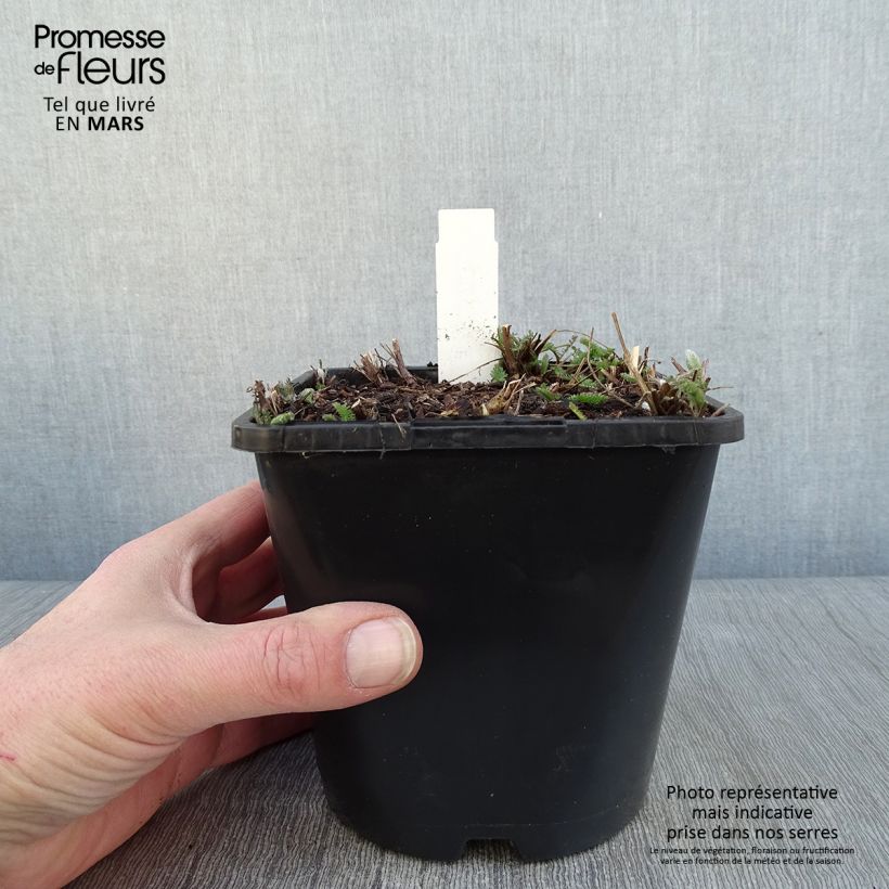Achillea millefolium New Vintage Violet 2L/3L potShipped height around 20/30cm sample as delivered in winter