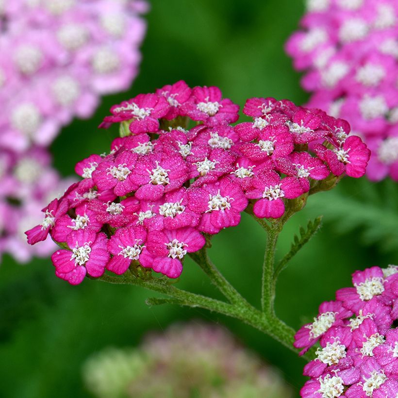 Achillea millefolium New Vintage Violet (Flowering)