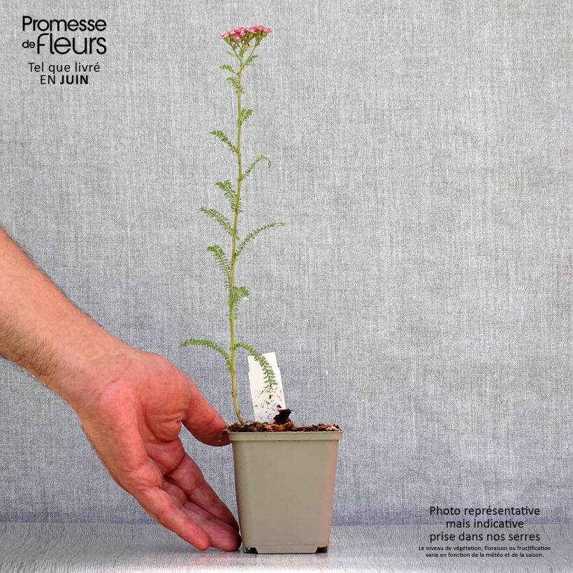Achillea millefolium Petra 8/9 cm pot sample as delivered in summer