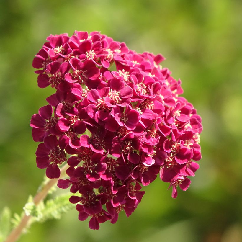 Achillea millefolium Pomegranate (Flowering)