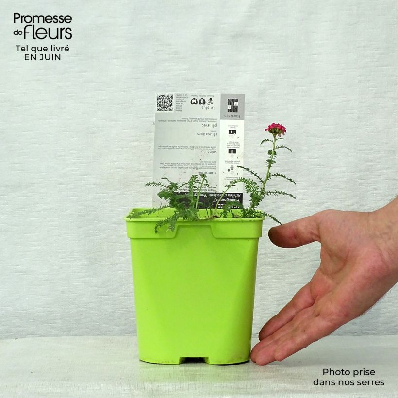 Achillea millefolium Pomegranate 2L/3L pot sample as delivered in summer