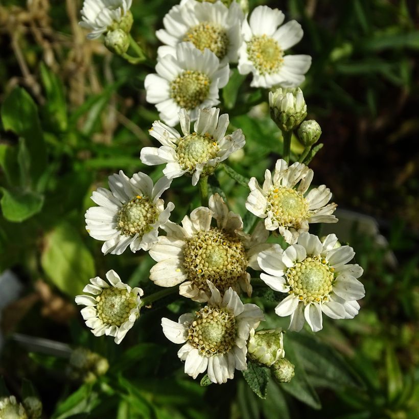 Achillea ptarmica Nana Compacta (Flowering)