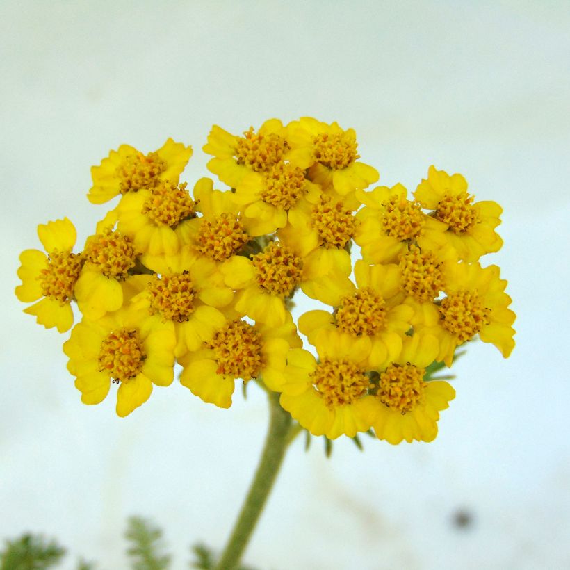 Achillea tomentosa (Flowering)