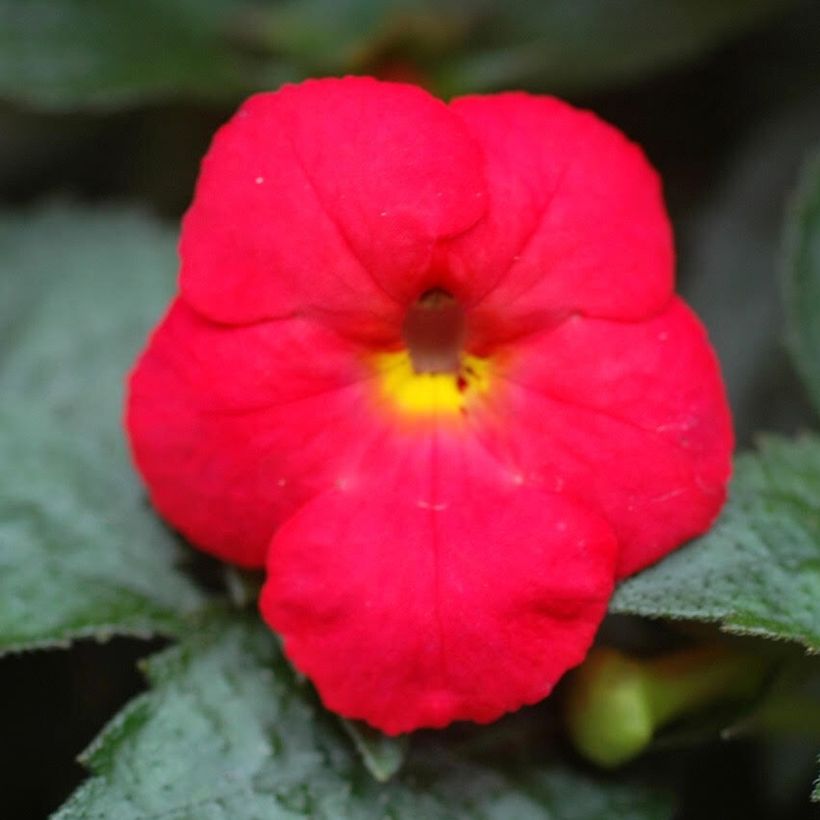 Achimenes Red - Magic Flower (Flowering)